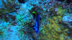 Paracanthurus hepatus