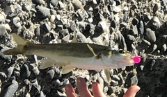 Ptychocheilus umpquae