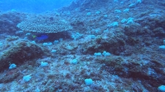 Paracanthurus hepatus