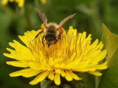 Andrena gravida