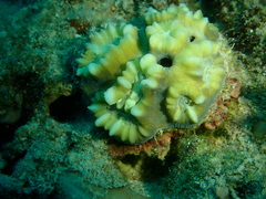 Caulastraea furcata