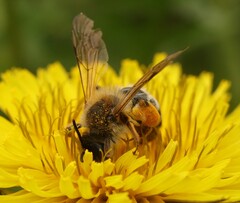 Andrena gravida