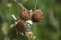 Helenium radiatum