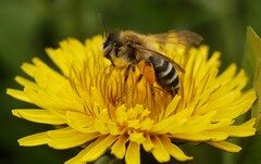 Andrena gravida
