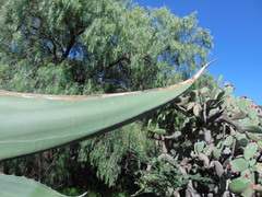 Agave mapisaga