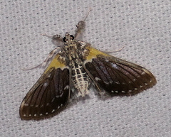 Apilocrocis excelsalis