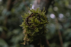 Racopilum cuspidigerum