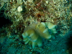 Caulastraea furcata