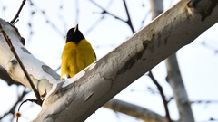 Icterus graduacauda