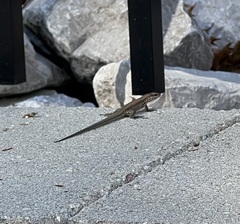 Podarcis muralis maculiventris