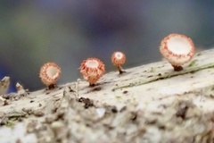 Erioscyphella lushanensis
