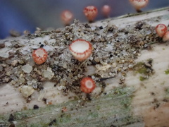 Erioscyphella lushanensis