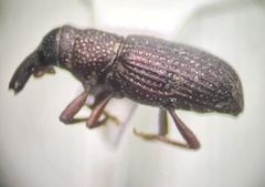 Dryophthorus americanus