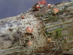 Erioscyphella lushanensis