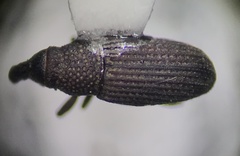 Dryophthorus americanus