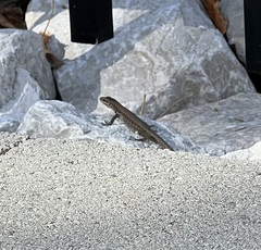 Podarcis muralis maculiventris