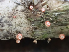 Erioscyphella lushanensis