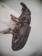 Dryophthorus americanus