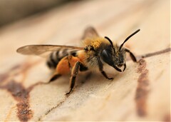 Andrena gravida