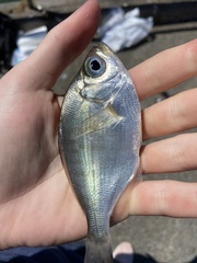 Hyperprosopon argenteum