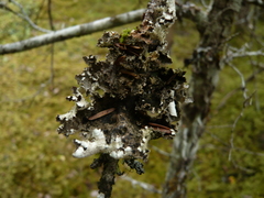 Lobaria silvae-veteris