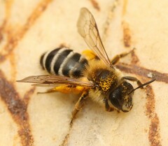 Andrena gravida