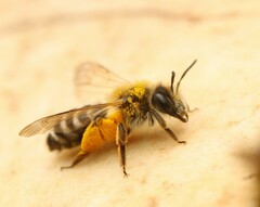 Andrena gravida