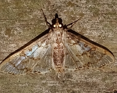 Margaroniini