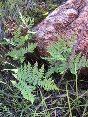 Pentagramma rebmanii