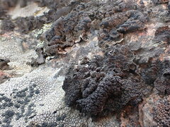 Umbilicaria torrefacta