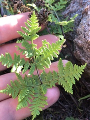 Pentagramma rebmanii