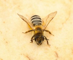 Andrena gravida