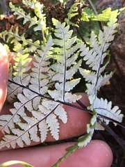 Pentagramma rebmanii