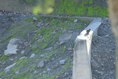 Otospermophilus beecheyi