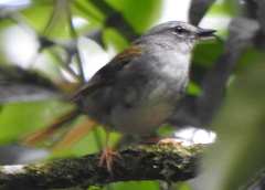 Myiothlypis leucoblephara