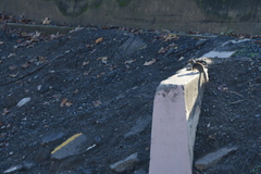 Otospermophilus beecheyi