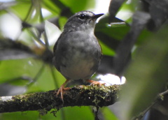 Myiothlypis leucoblephara