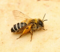 Andrena gravida