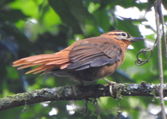 Philydor atricapillus