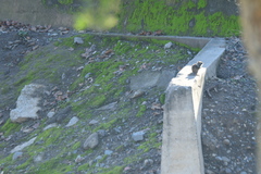 Otospermophilus beecheyi