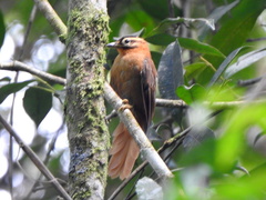 Philydor atricapillus