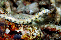 Corythoichthys intestinalis