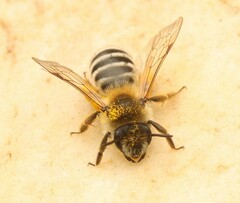 Andrena gravida