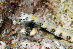 Corythoichthys intestinalis