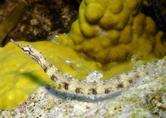 Corythoichthys intestinalis