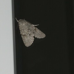 Acronicta americana