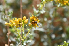 Crossidius suturalis