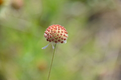 Helenium radiatum