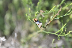 Schinia oculata