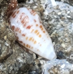 Cerithium litteratum